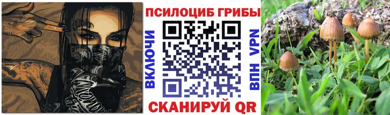 Псилоцибиновые грибы Psilocybine cubensis  закладки  Ленинградская 